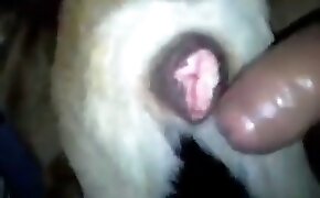 horarios pagantes fortune rabbit - guy fucks animal, zoophilia fuck porn